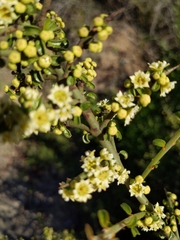 Adolphia californica