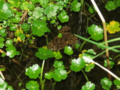 Pleurodema cinereum