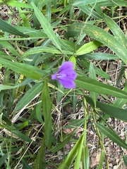 Justicia periplocifolia