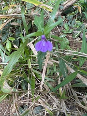 Justicia periplocifolia
