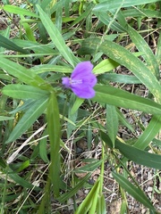 Justicia periplocifolia