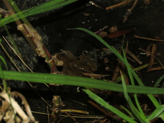 Pleurodema cinereum