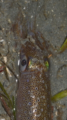 Doryteuthis opalescens
