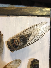 Megatibicen auletes