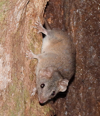 Antechinus subtropicus
