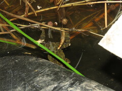 Pleurodema cinereum