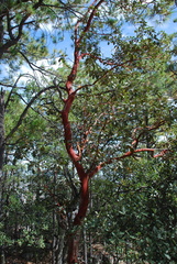 Arbutus xalapensis