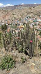 Corryocactus melanotrichus