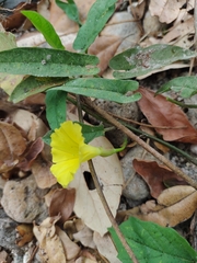 Ipomoea minutiflora