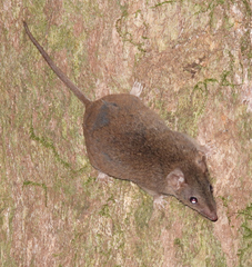 Antechinus subtropicus