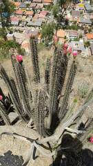 Corryocactus melanotrichus
