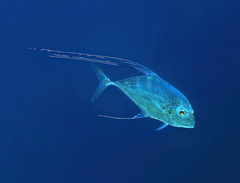 Alectis ciliaris