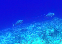 Alectis ciliaris