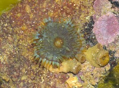 Bellactis ilkalyseae