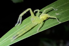 Neosparassus salacius