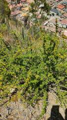 Berberis boliviana