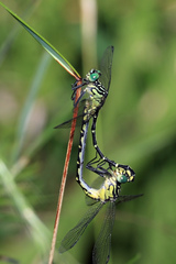 Austrogomphus ochraceus