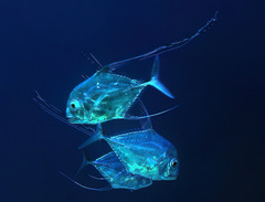 Alectis ciliaris