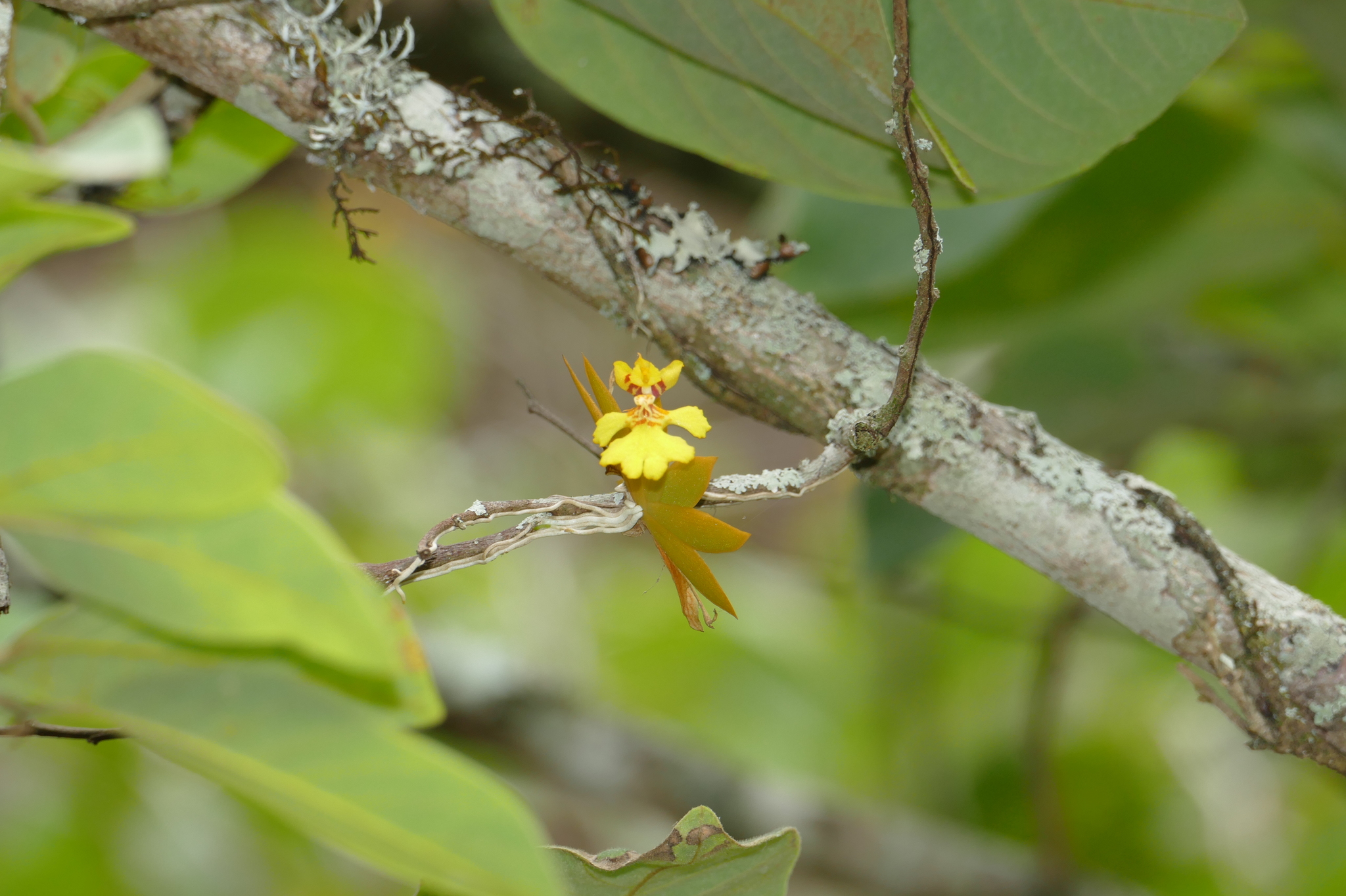 Erycina pusilla image