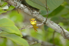 Erycina pusilla