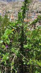 Dunalia brachyacantha