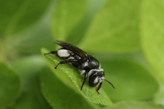 Andrena agilissima