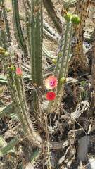 Corryocactus melanotrichus