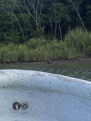 Crocodylus acutus