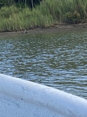 Crocodylus acutus