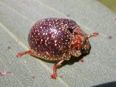 Paropsis lownei