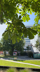 Aesculus hippocastanum