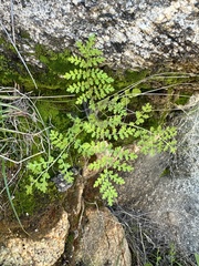 Phacelia distans