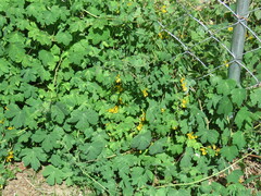Tropaeolum seemannii