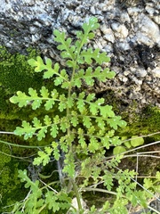 Phacelia distans