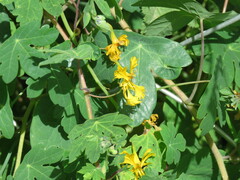 Tropaeolum seemannii