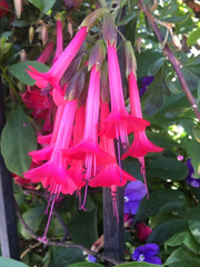 Cantua buxifolia