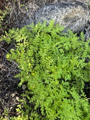 Phacelia distans
