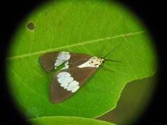 Nyctemera lacticinia