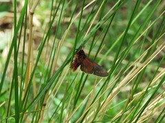 Metardaris cosinga