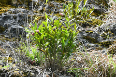 Elleanthus capitatus