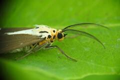 Nyctemera lacticinia