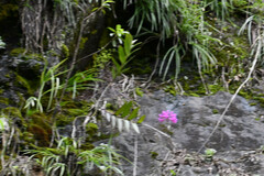 Epidendrum secundum