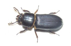 Passalus