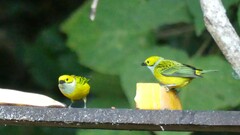 Tangara icterocephala