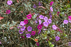 Andesanthus lepidotus