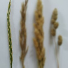 Elymus repens