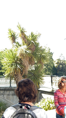 Cordyline australis
