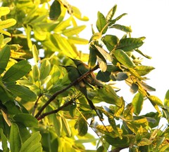 Merops viridissimus