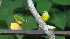 Tangara icterocephala