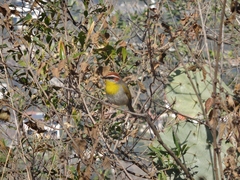 Basileuterus rufifrons